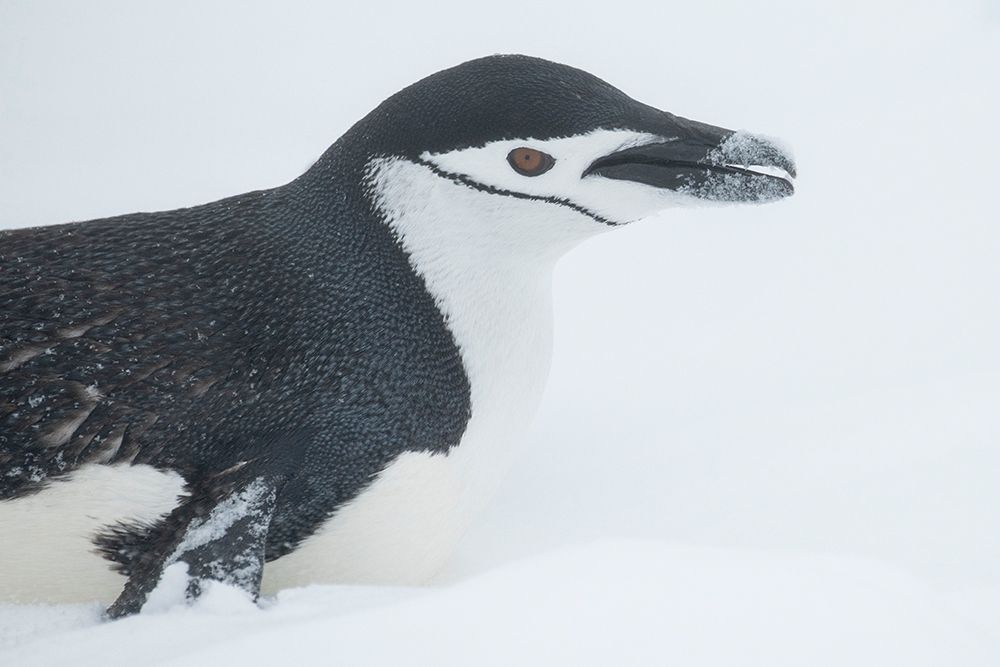 Antarctica, South Shetland Islands, Half Moon Bay. Chinstrap penguin toboggining in snow. art print by Cindy Miller Hopkins for $57.95 CAD