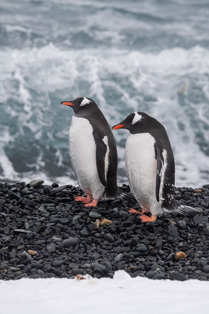 Antarctica, South Shetland Islands, Half Moon Bay. Pair of gentoo penguins on rocky black beach. art print by Cindy Miller Hopkins for $57.95 CAD