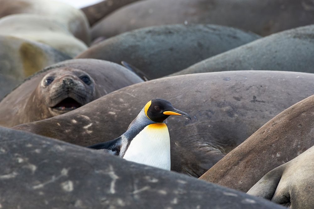 Southern Ocean-South Georgia-A king penguin-elephant seals lying on the beach art print by Ellen Goff for $57.95 CAD
