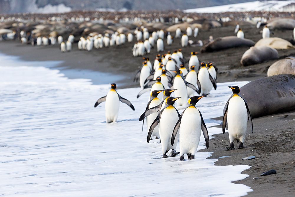 Southern Ocean-South Georgia-king penguin-elephant seals art print by Ellen Goff for $57.95 CAD