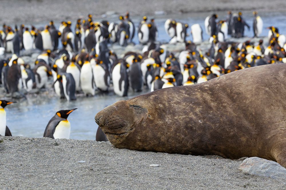 Southern Ocean-South Georgia-A large elephant seal bull lies in the midst of many penguins art print by Ellen Goff for $57.95 CAD