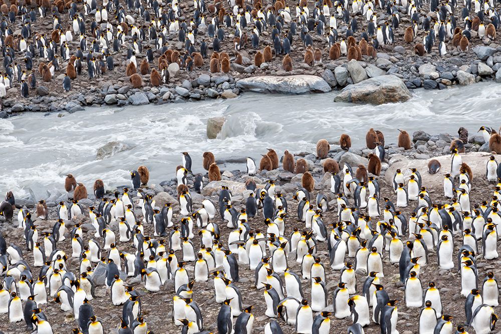 Southern Ocean-South Georgia-St-Andrews Bay-penguins art print by Ellen Goff for $57.95 CAD