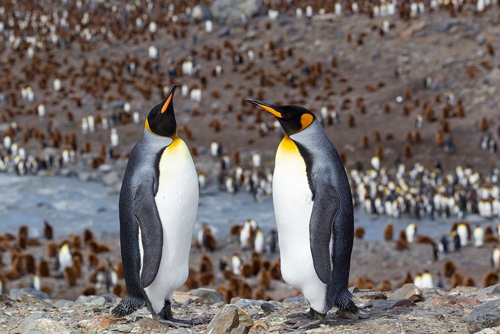 Southern Ocean-South Georgia-adult penguins art print by Ellen Goff for $57.95 CAD