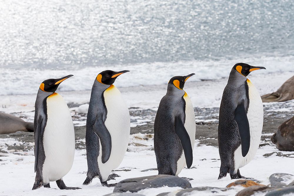 Southern Ocean-South Georgia-Salisbury Plain-adult king penguins-snowy beach art print by Ellen Goff for $57.95 CAD