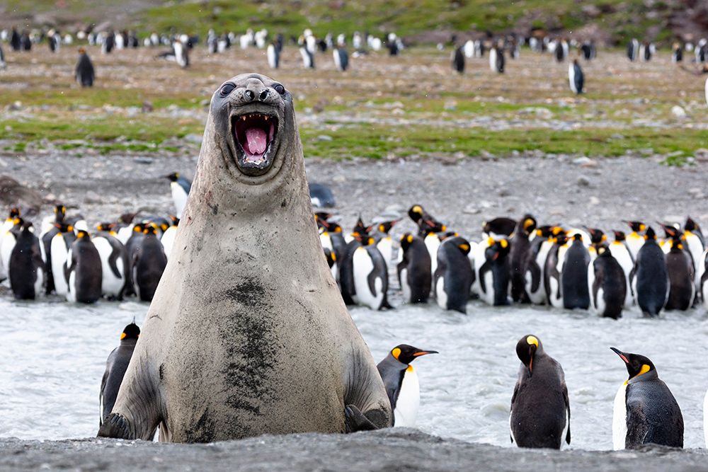 Southern Ocean-South Georgia-southern elephant seal-An elephant seal bull bellows art print by Ellen Goff for $57.95 CAD