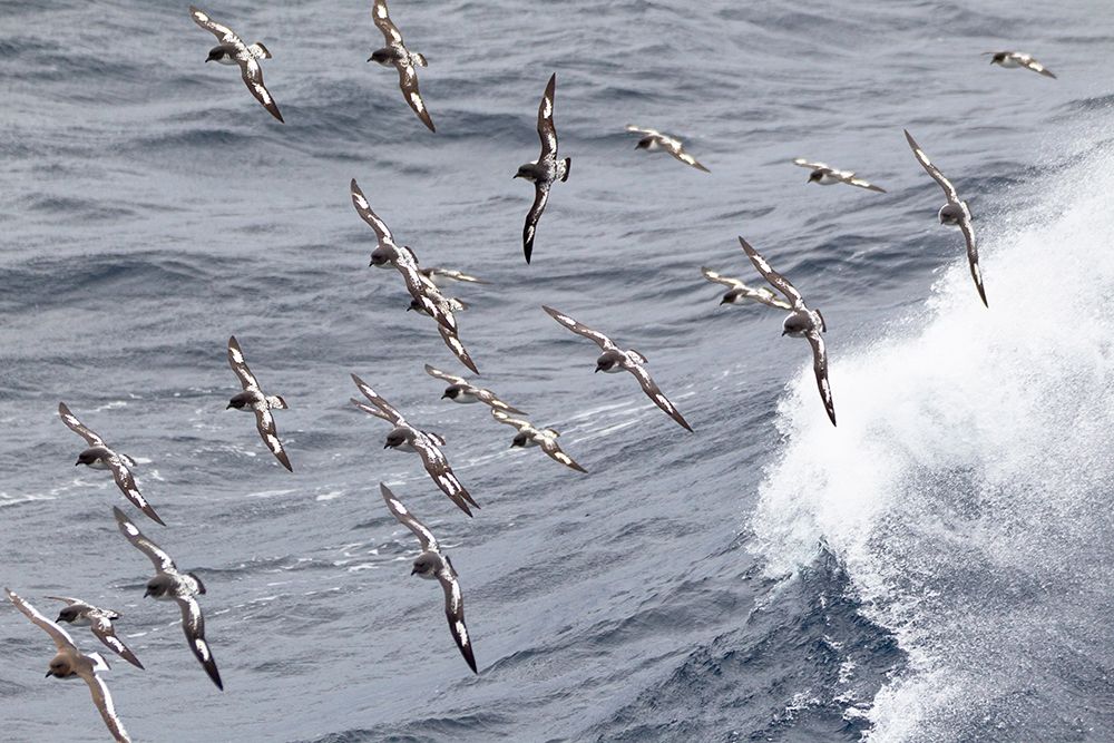 Southern Ocean-South Georgia-cape petrel or pintado-Daption capense-South Georgia art print by Ellen Goff for $57.95 CAD