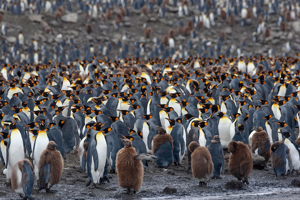 Southern Ocean-South Georgia-St-Andrews Bay-The rookery is crowded with adults and a few chicks art print by Ellen Goff for $57.95 CAD