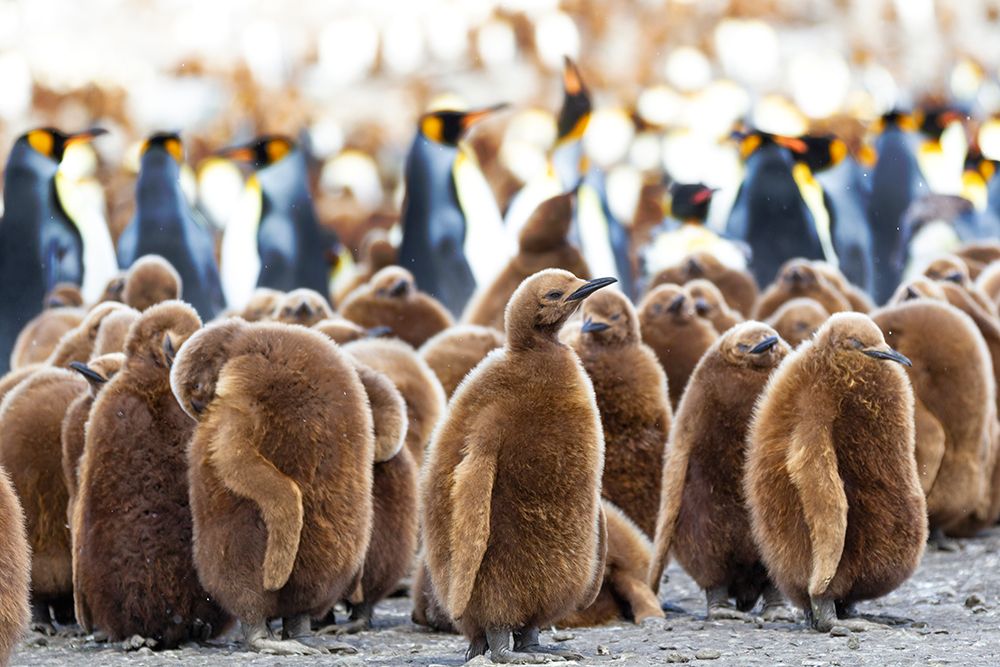 Southern Ocean-South Georgia-King penguin chicks stand together with adults in the background art print by Ellen Goff for $57.95 CAD