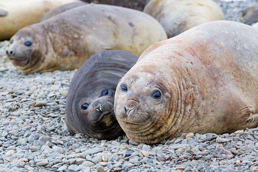 Southern Ocean-South Georgia-A female elephant seal and her pup lie together on the beach art print by Ellen Goff for $57.95 CAD