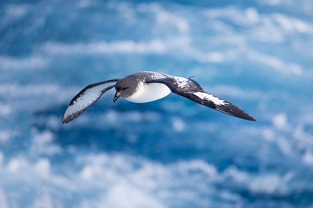 Southern Ocean-South Georgia-cape petrel or pintado-Daption capense art print by Ellen Goff for $57.95 CAD
