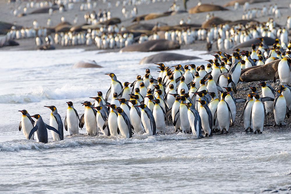 Southern Ocean-South Georgia-king penguin-Aptenodytes patagonicus art print by Ellen Goff for $57.95 CAD