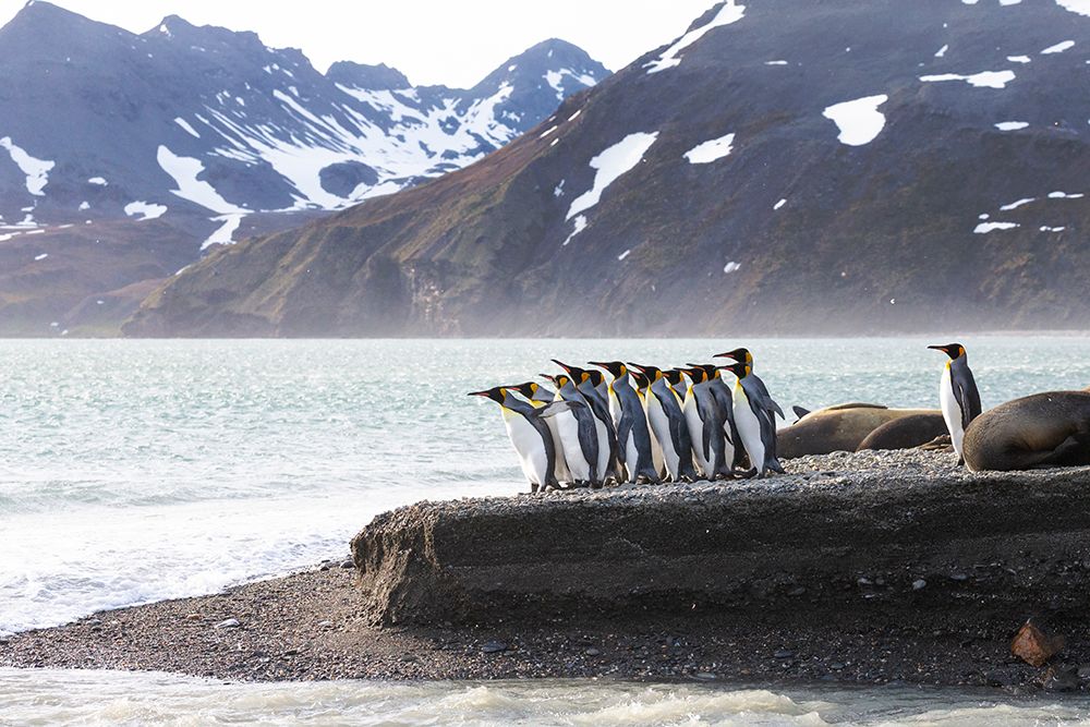 Southern Ocean-South Georgia-king penguin-Aptenodytes patagonicus art print by Ellen Goff for $57.95 CAD