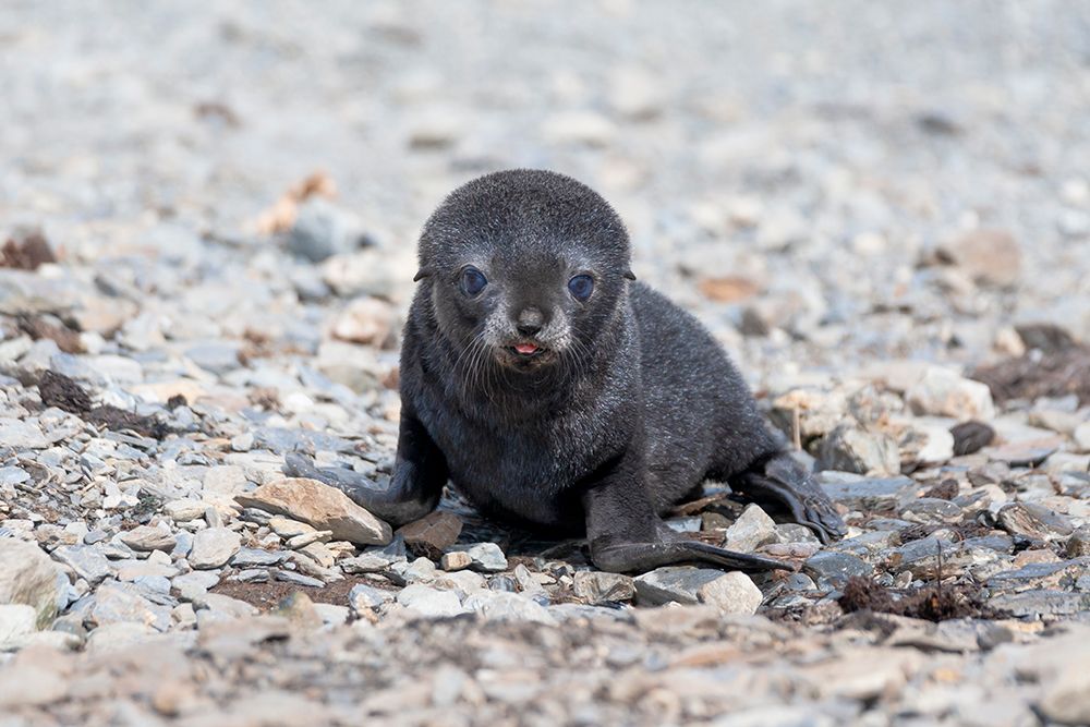 Southern Ocean-South Georgia-Antarctic fur seal-Portrait of a very young fur seal pup with blue eyes art print by Ellen Goff for $57.95 CAD