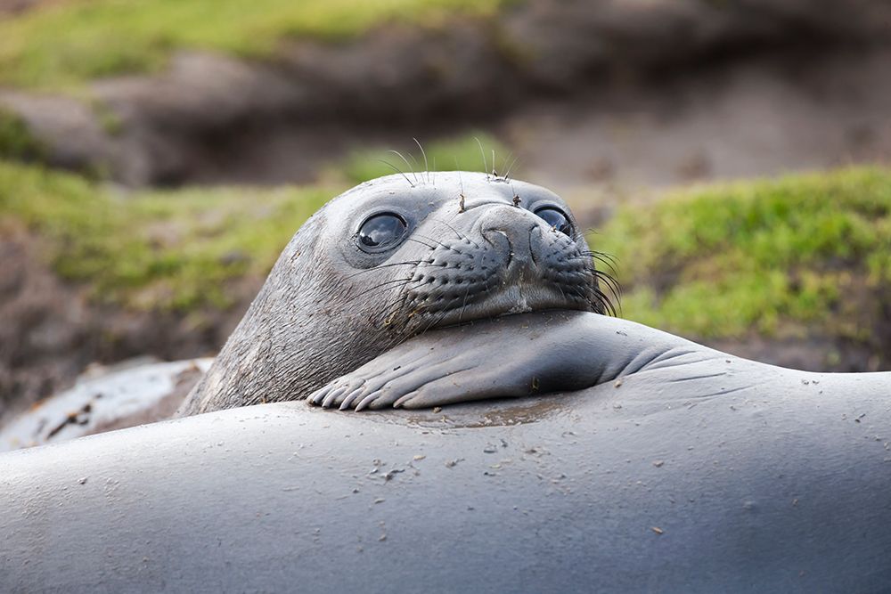 Southern Ocean-South Georgia-A young elephant seal mouths the flipper of another art print by Ellen Goff for $57.95 CAD