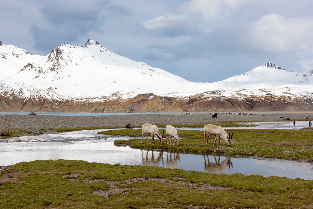Southern Ocean-South Georgia-Fortuna Bay-reindeer-Rangifer tarandus-Reindeer art print by Ellen Goff for $57.95 CAD