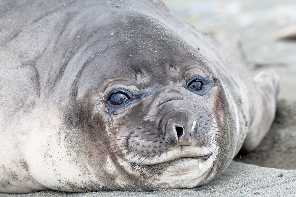 Southern Ocean-South Georgia-Headshot of an elephant seal weaner art print by Ellen Goff for $57.95 CAD