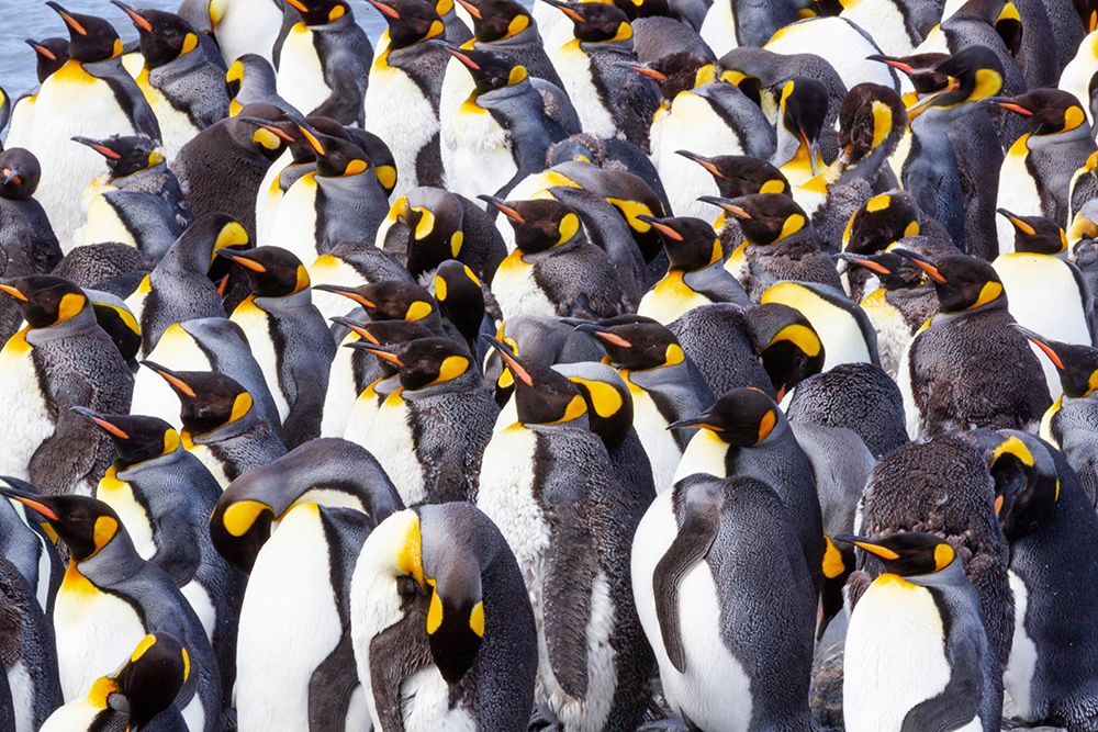 Southern Ocean-South Georgia-View of a group of molting adults art print by Ellen Goff for $57.95 CAD