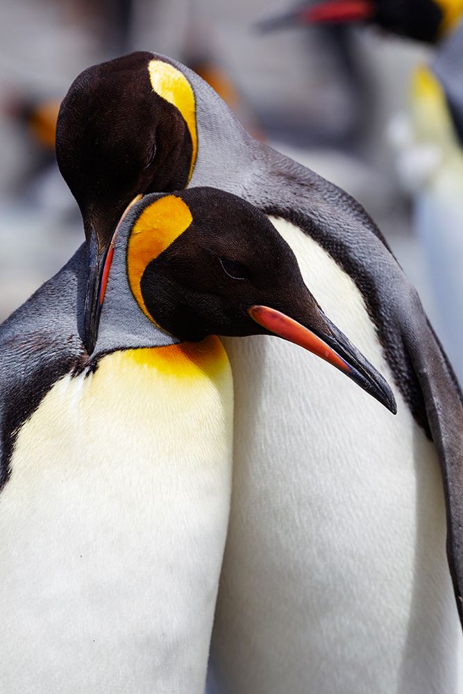 Southern Ocean-South Georgia-Portrait of two adults exhibiting courting behavior art print by Ellen Goff for $57.95 CAD
