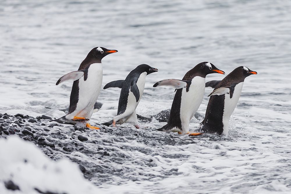 Southern Ocean, Antarctica. One Adelie penguin joins a group of gentoo penguins going out to sea. art print by Ellen B. Goff for $57.95 CAD