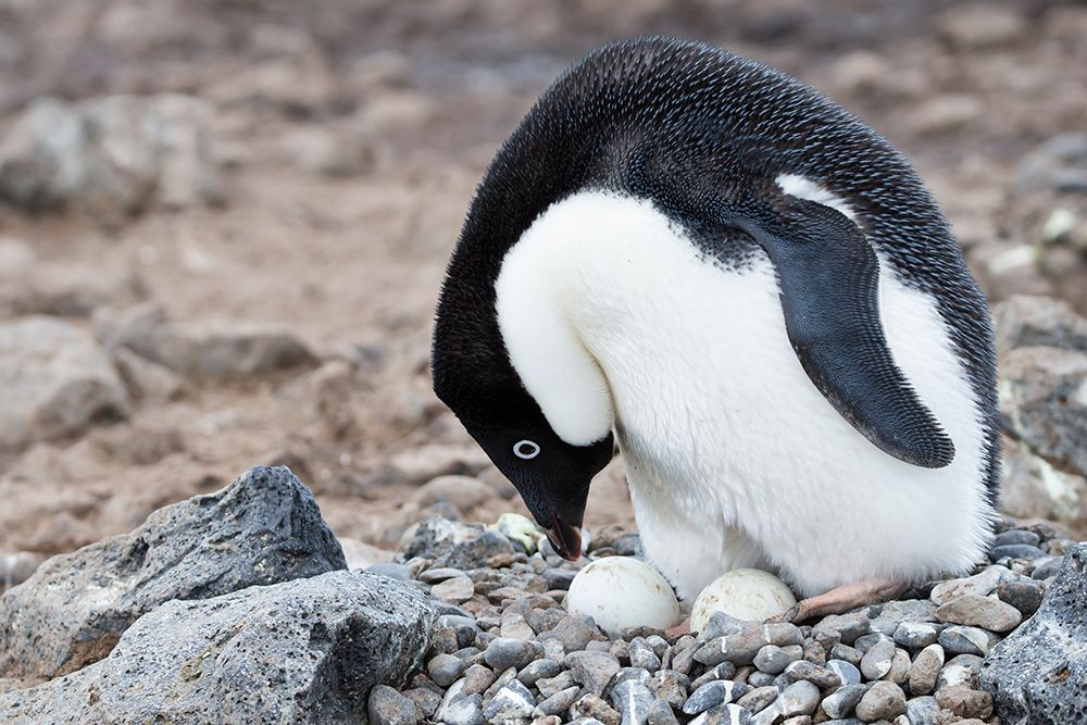 Southern Ocean, Antarctica. Adelie penguin moving its eggs around in the nest. art print by Ellen B. Goff for $57.95 CAD