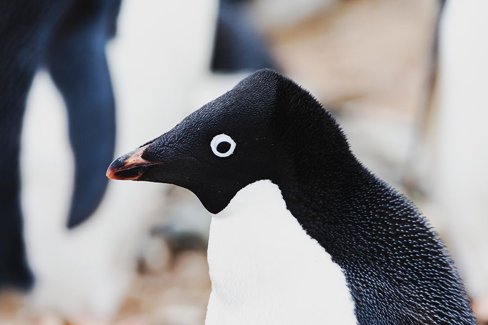 Southern Ocean, Antarctica. Headshot of an Adelie penguin with its crest raised. art print by Ellen B. Goff for $57.95 CAD