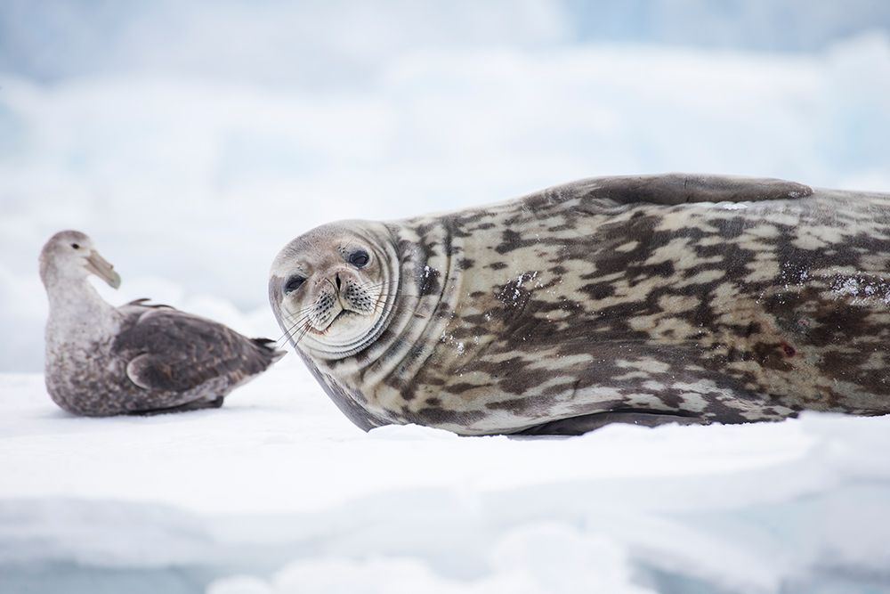 Southern Ocean, Antarctica. Portrait of a Weddell seal next to a southern giant petrel. art print by Ellen B. Goff for $57.95 CAD