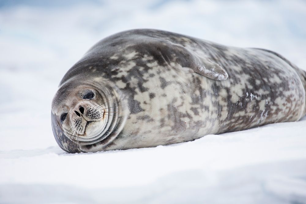 Southern Ocean, Antarctica. Portrait of a Weddell seal. art print by Ellen B. Goff for $57.95 CAD