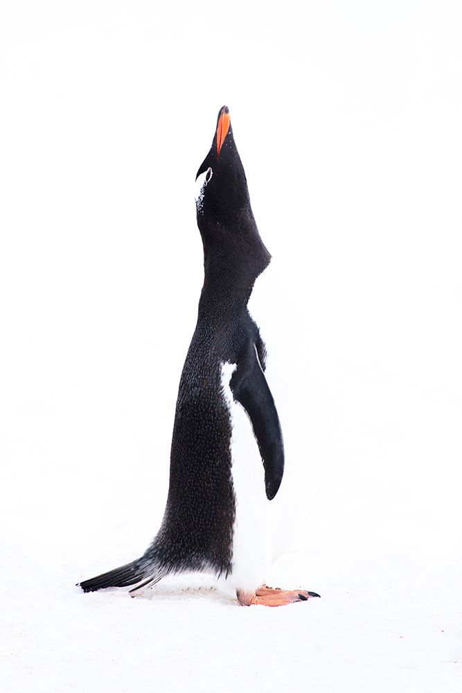 Southern Ocean, Antarctica. Portrait of a gentoo penguin throwing its head back in display. art print by Ellen B. Goff for $57.95 CAD