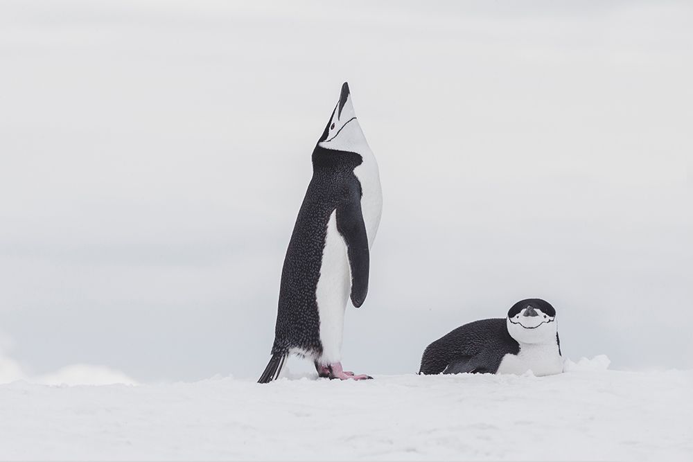 Southern Ocean, Antarctica, Northwest Peninsula. Chinstrap penguin displays over its mate. art print by Ellen B. Goff for $57.95 CAD