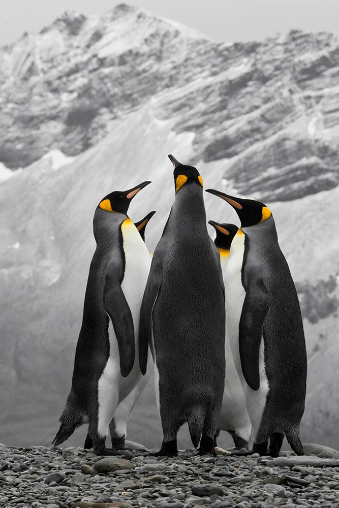 Antarctica. A conference of King Penguins. art print by Janet Muir for $57.95 CAD
