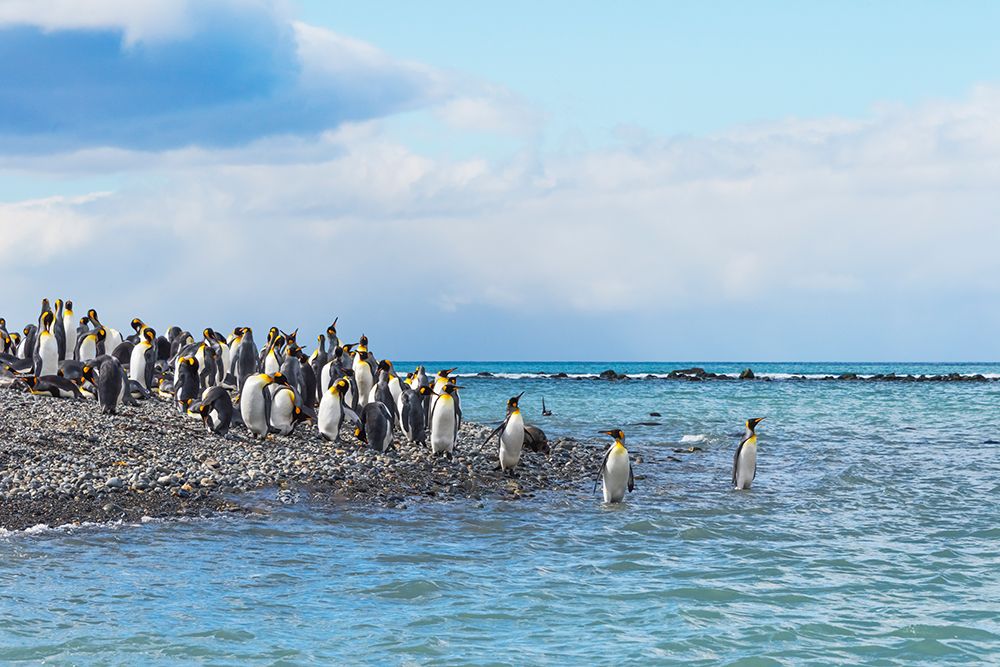 King penguins on the beach-Gold Harbour-South Georgia-Antarctica art print by Keren Su for $57.95 CAD