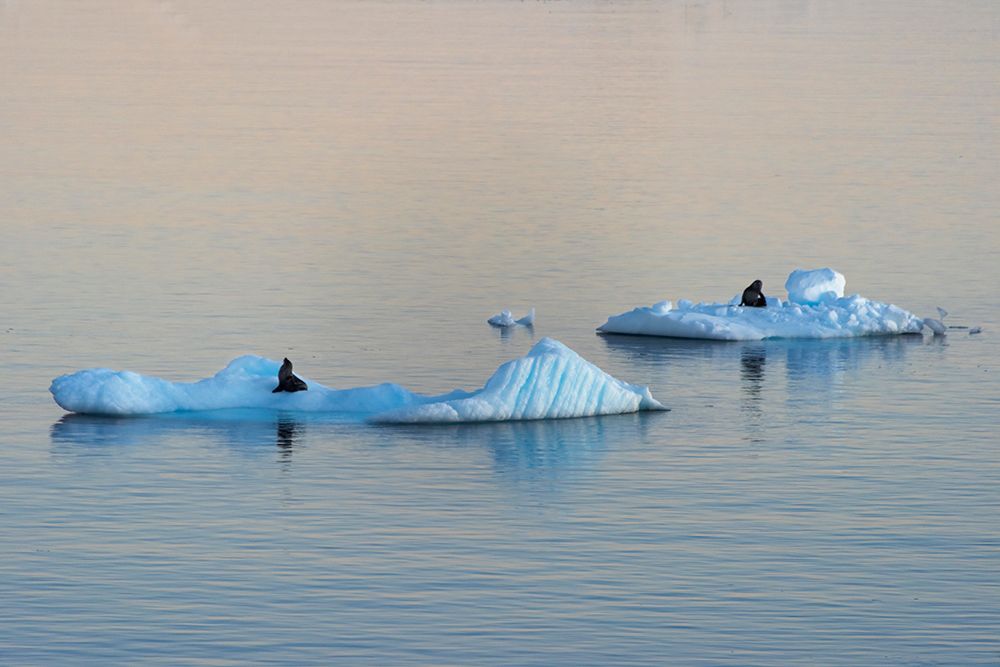 Antarctic Fur Seal on floating ice in South Atlantic Ocean-Antarctica art print by Keren Su for $57.95 CAD