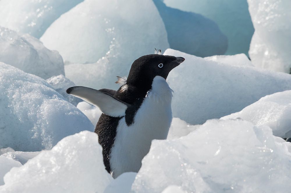 Adelie penguin on ice covered beach-Pleneau and Petermann Islands-South Atlantic Ocean-Antarctica art print by Keren Su for $57.95 CAD