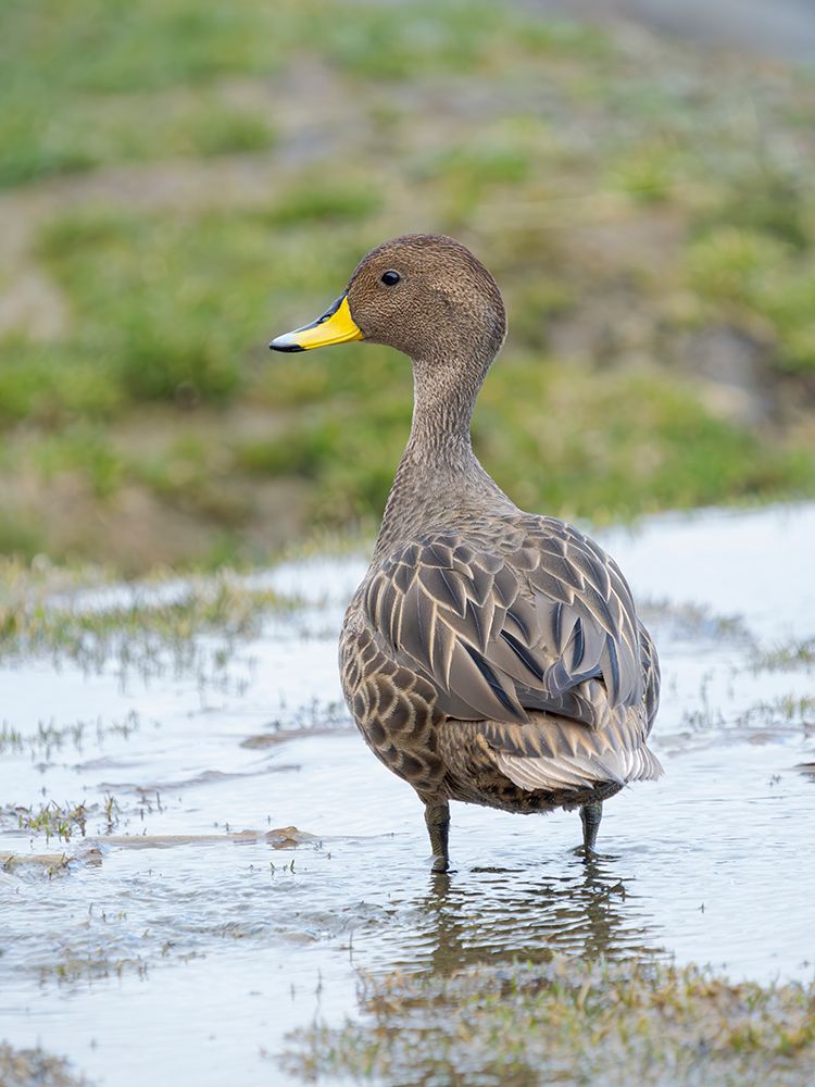 South Georgia pintail, species restricted to South Georgia. Antarctica, South Georgia. art print by Martin Zwick for $57.95 CAD