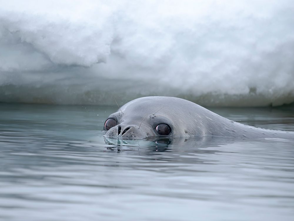 Weddell seal swimming near Goudier Island, Antarctic Peninsula. Antarctica. art print by Martin Zwick for $57.95 CAD