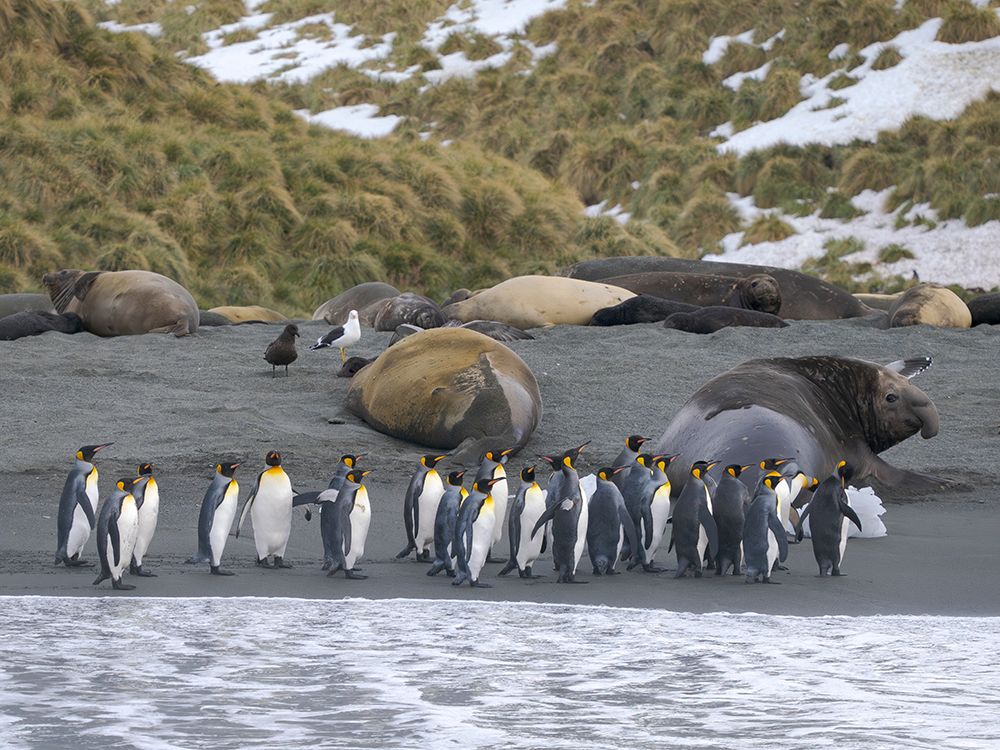 King penguin on a beach. Antarctica, South Georgia, Cooper Bay art print by Martin Zwick for $57.95 CAD