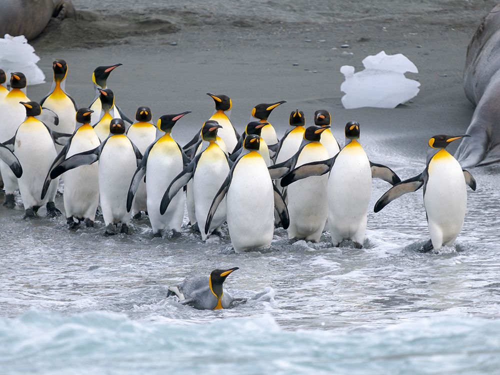 King penguin on a beach. Antarctica, South Georgia, Cooper Bay art print by Martin Zwick for $57.95 CAD