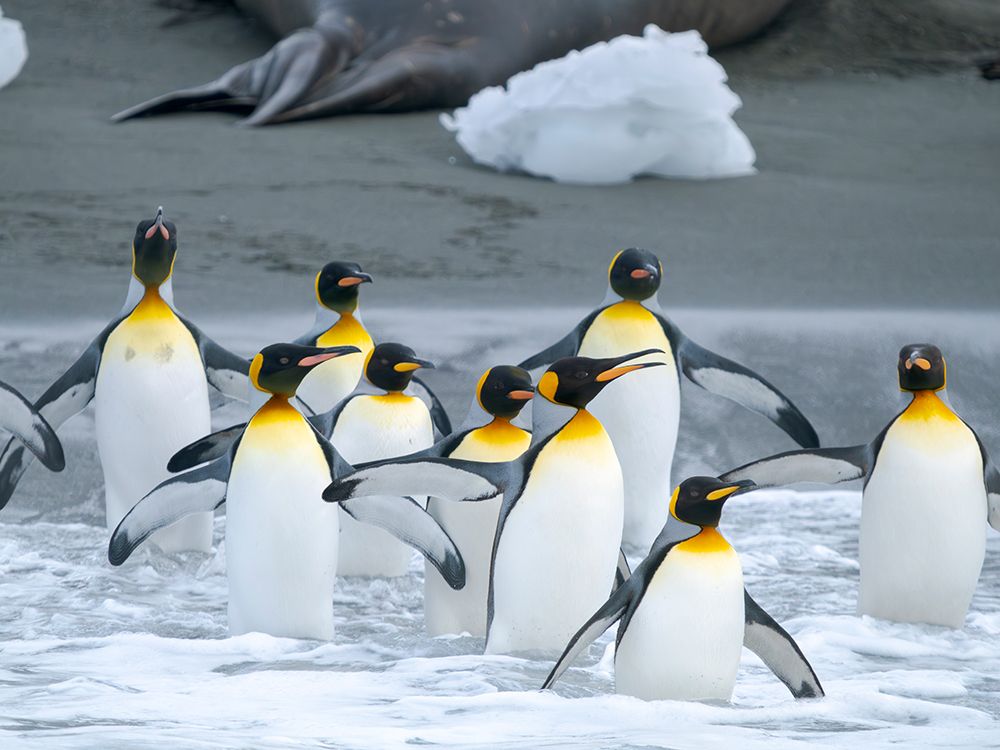 King penguin on a beach. Antarctica, South Georgia, Cooper Bay art print by Martin Zwick for $57.95 CAD