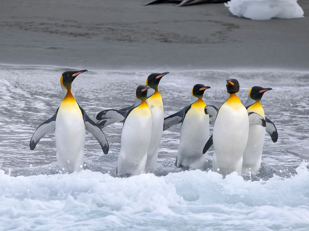 King penguin on a beach. Antarctica, South Georgia, Cooper Bay art print by Martin Zwick for $57.95 CAD