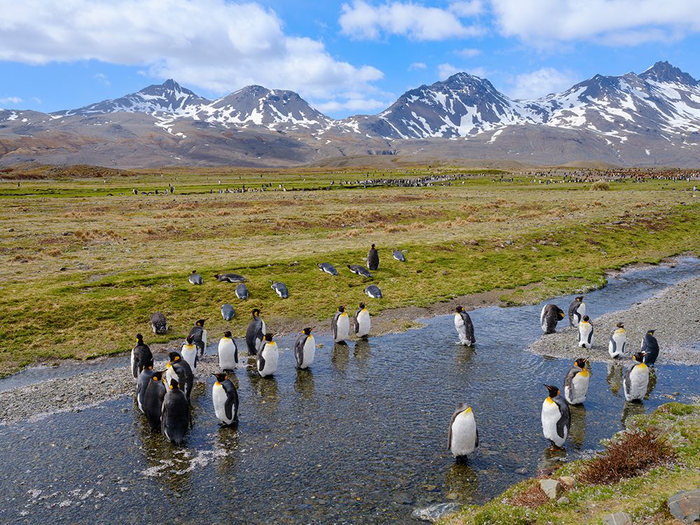 King penguin colony in Fortuna Bay on the island of South Georgia in the South Atlantic. art print by Martin Zwick for $57.95 CAD