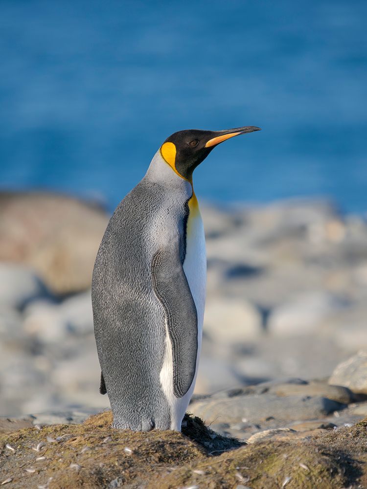 King penguin on the beach of Sailsbury Plain in the Bay of Isles on the island of South Georgia art print by Martin Zwick for $57.95 CAD