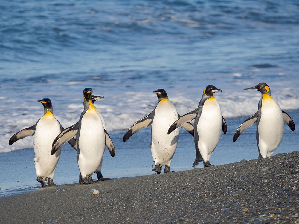 King penguin on the beach of Sailsbury Plain in the Bay of Isles on the island of South Georgia art print by Martin Zwick for $57.95 CAD