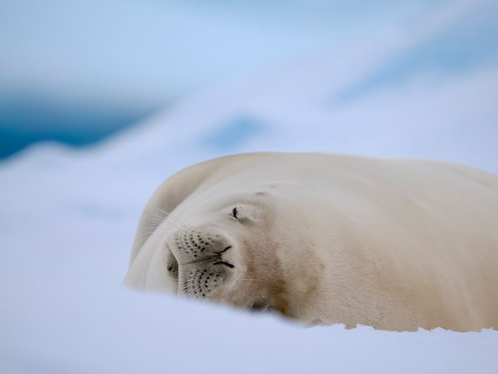 Crabeater seal resting on an ice floe, Antarctic Peninsula, Portal Point art print by Martin Zwick for $57.95 CAD