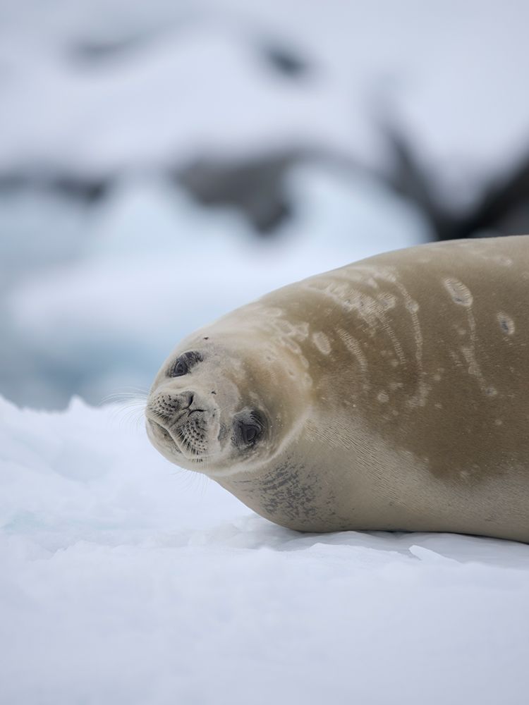 Crabeater seal resting on an ice floe, Antarctic Peninsula, Portal Point art print by Martin Zwick for $57.95 CAD