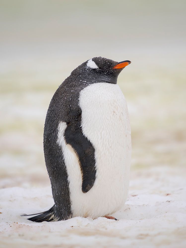 Gentoo penguin. Climate change causing more wet precipitation, threatening breeding. Petermann Isl. art print by Martin Zwick for $57.95 CAD