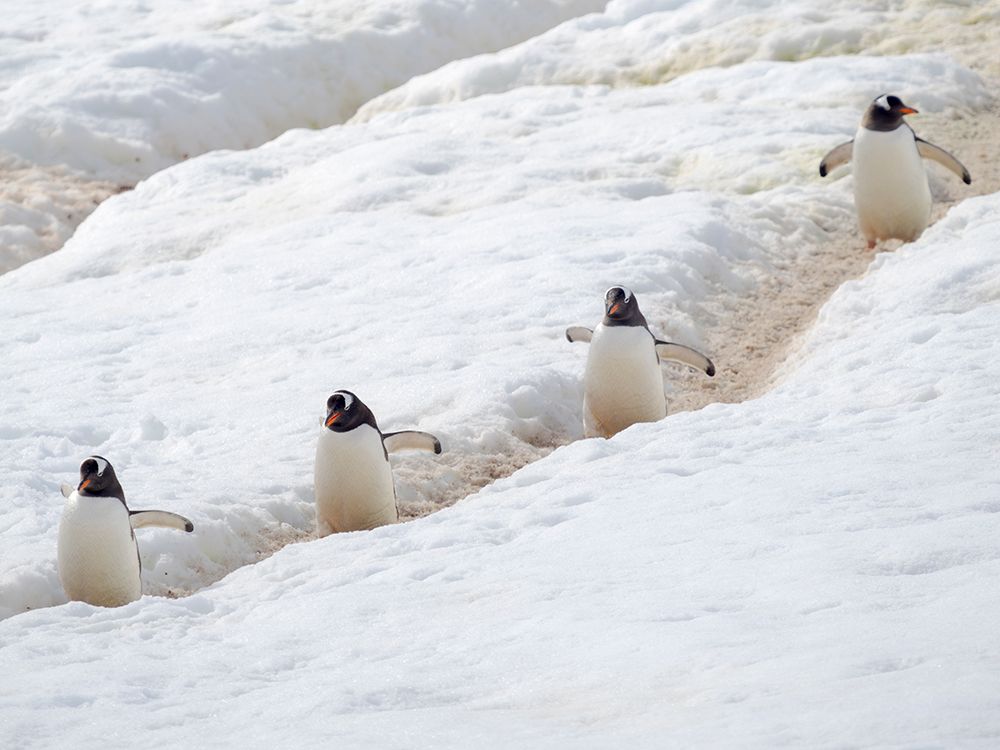 Penguins walking to colony. Gentoo penguin in deep snow in Antarctic Peninsula, Danco Island. art print by Martin Zwick for $57.95 CAD