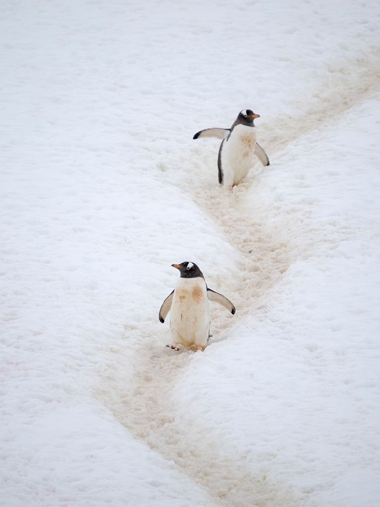 Penguins walking to colony. Gentoo penguin in deep snow in Antarctic Peninsula, Cuverville Island. art print by Martin Zwick for $57.95 CAD