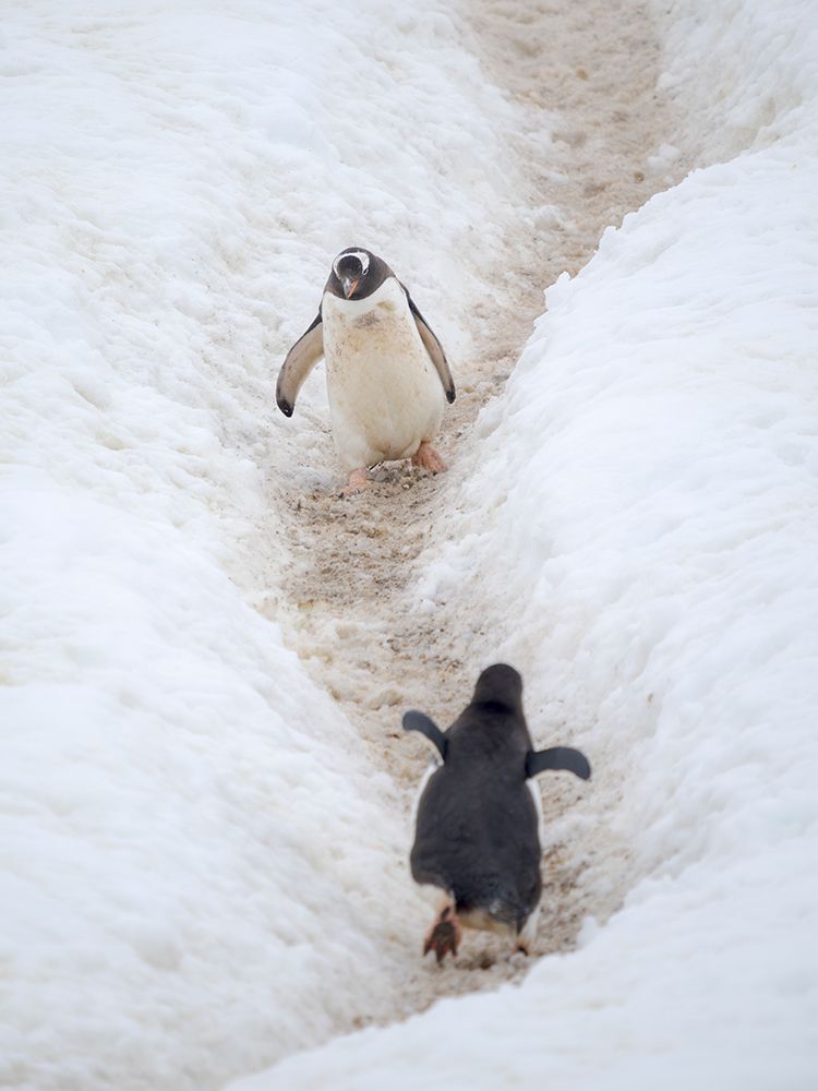 Penguins walking to colony. Gentoo penguin in deep snow in Antarctic Peninsula, Cuverville Island. art print by Martin Zwick for $57.95 CAD