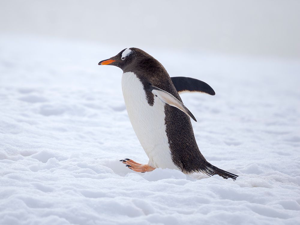 Gentoo penguin in deep snow in Antarctic Peninsula, Damoy Point, late summer art print by Martin Zwick for $57.95 CAD