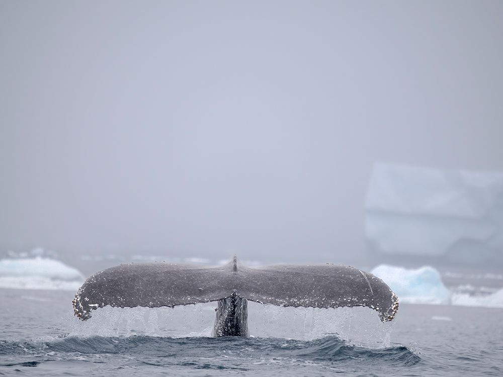 Humpback Whale, close to the Antarctic Peninsula during late summer. Polar Region, Southern Ocean art print by Martin Zwick for $57.95 CAD